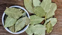 Proč se dává bobkový list do květináče s pokojovými rostlinami?