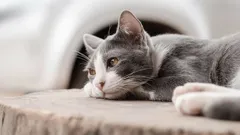 Chybí kočkám jejich páníčci, když zůstávají samy doma?