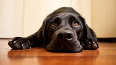 10 věcí, které mohou stresovat vašeho psa a jak se jim vyhnout