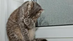 Mohou kočky plakat jako lidé – a co s tím dělat?