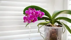 Zázrak pro orchideje, které měsíce nekvetly: jednoduchý způsob, jak je znovu přimět k bohatému kvetení