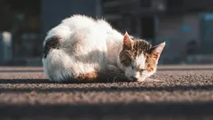 Jsou pouliční kočky vděčné, že je lidé vzali domů?