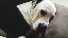 Je pravda, že se na svého majitele může pes opravdu urazit?