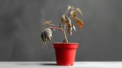 Domácí trik, který oživí hynoucí rostliny: 3 ingredience, které už máte doma