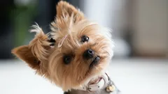 Proč na vás pes naklání hlavu, když na něj mluvíte? Tohle to doopravdy znamená