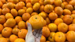 Jak v obchodě vybrat sladké mandarinky podle vzhledu