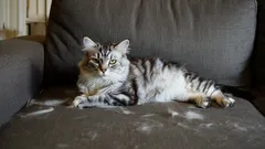 Bez vysavače a lepícího válečku: Jak se zbavit kočičích chlupů za méně než 5 minut