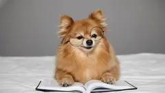 Pamatuje si pes svého pána i po mnoha letech odloučení?